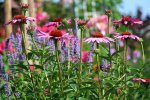 Echinacae Blue Fortune Phlox_kleiner.jpg