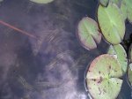 IMG00054-20110720-1627.jpg