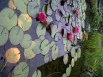 IMG00056-20110720-1627.jpg