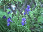 Blaue Iris01.jpg