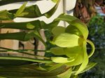 Sarracenia oreophila Blüte.jpg