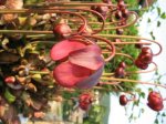 Sarracenia purpureaB.jpg