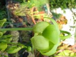 Sarracenia purpurea heterophyllaB.jpg
