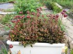 Sarracenia purpurea Blüten.jpg