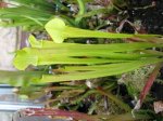 Sarracenia alata Cirtonelle.jpg