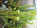 Sarracenia flava.jpg