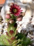 Blüte Sempervivum .jpg