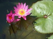 Nymphaea Ruby, tropisch, vivipar.JPG