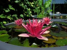 Kopie von 20110628-29 001.jpg