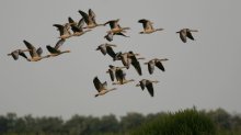 IMG_0513_2011-07-19_NP-Neusiedlersee_Lange-Lacke_Graugaense.JPG