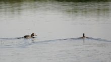 IQ3M0204_2011-07-19_NP-Neusiedlersee_Haubentaucher-2.JPG