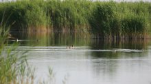 IQ3M0220_2011-07-19_NP-Neusiedlersee_Haubentaucher.JPG