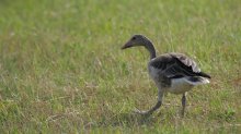 IQ3M0242_2011-07-19_NP-Neusiedlersee_Graugans.JPG