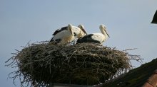 IQ3M0248_2011-07-19_NP-Neusiedlersee_Illmitz_Storchennest.JPG