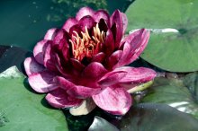 Nymphaea Almost Black 24-07-11-01.jpg