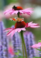 Schmetterling und Hummel auf Echinacae_kleiner.jpg