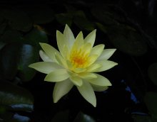 h-gelb07.jpg h-gelb07.jpg
