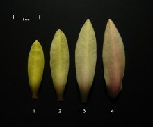 h-gelb-bb.jpg h-gelb-bb.jpg
