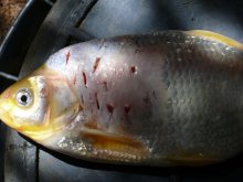 Fisch1.jpg Fisch1.jpg