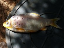 Fisch2.jpg Fisch2.jpg
