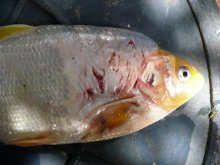 Fisch3.jpg Fisch3.jpg