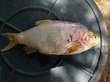 Fisch4.jpg Fisch4.jpg