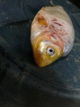 Fisch5.jpg Fisch5.jpg