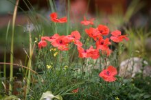 IMG_1787_2011-08-07_vor-dem-Gewitter_Mohn-blueht-am-Teichrand.JPG