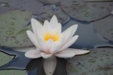 Seerose8-2011 003.JPG