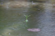 IQ3M1787_2011-08-08_Pflanzerl.JPG