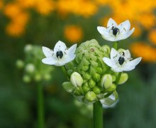 Milchsternblüte beginnt2.jpg