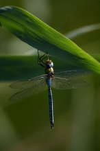 IMG_2805_2011-08-20_Anax-Imperator_Loipersdorf-SPA_Teich_HF.JPG