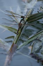 IMG_2832_2011-08-20_Libellentandem-unbekannt_Loipersdorf-SPA_Teich_HF.JPG