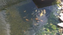 koi.jpg