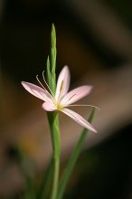 IMG_3978_2011-08-25_schizostylis-coccinea_Sumpfgladiole_HF.JPG