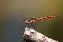 IMG_4006_2011-08-25_Sumpf-Heidelibelle_Sympetrum depressiusculum_Garten-Biotop_QF_gedreht_gestem.JPG