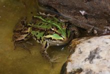 Frosch_060811.jpg