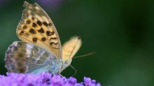 IMG_4196_2011-08-27_Kaisermantel-Argynnis paphia_Gatren_QF.JPG