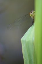 IMG_0019_2011-07-10_Gemeine-Heidelibelle_frischer-Schlupf_HF_Garten_Biotop.JPG