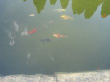 IMG_0202.jpg