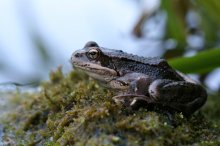 IMG_4676_2011-09-03_Frosch_gross.JPG