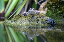 IMG_4684_2011-09-03_Frosch.JPG