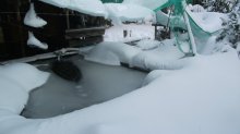 Teich.jpg