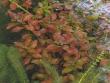 Rubin rote Ludwigie Ludwigia repens Rubin 1.jpg