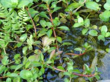 Rubin rote Ludwigie Ludwigia repens Rubin 6.jpg