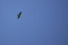 IQ3M3179_2011-09-11_Adler.JPG