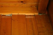 IMG_4979_2011-09-11_Wespennest-1-2.JPG