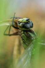 IQ3M2599_2011-08-16_Blaugruene_letzte-Eiablage_Garten-Biotop_HF.JPG