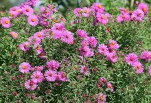 Herbstastern in Blüte_kleiner.jpg
