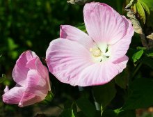 Hibiscus Moscheotus blüht_kleiner.jpg